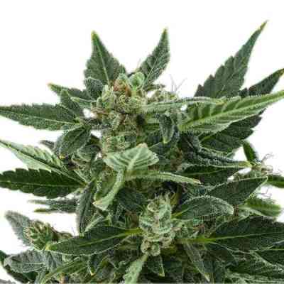 Royal Kush Automatic > Royal Queen Seeds | Semillas autoflorecientes  |  Índica