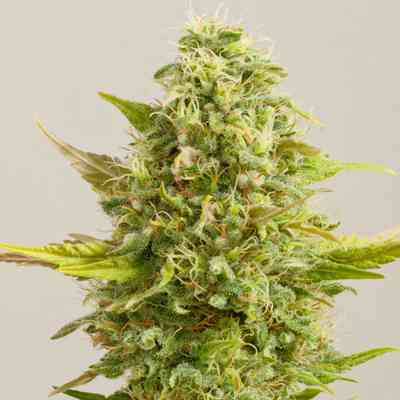 Royal Kush > G13 Labs | Semillas feminizadas  |  Híbrido