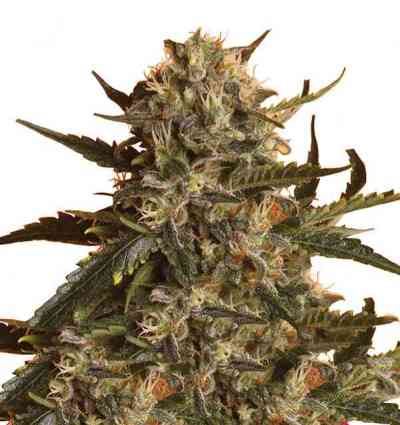 Mother Gorilla > Royal Queen Seeds | Feminisierte Hanfsamen  |  Sativa