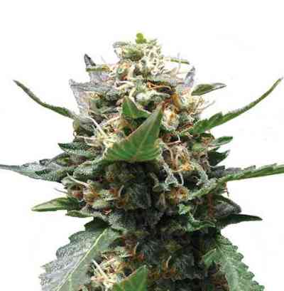 Royal Medic > Royal Queen Seeds | Semillas feminizadas  |  Sativa