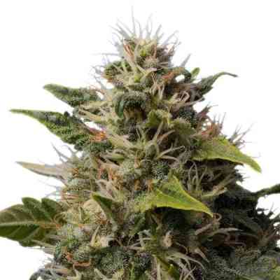 Royal Moby > Royal Queen Seeds | Feminized Marijuana   |  Sativa