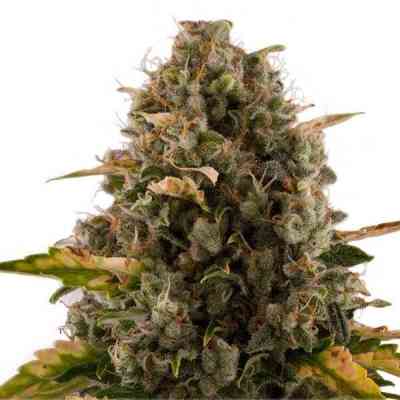 Royal Moby > Royal Queen Seeds | Feminized Marijuana   |  Sativa