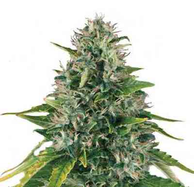 Royal Moby > Royal Queen Seeds | Feminized Cannabis   |  Sativa