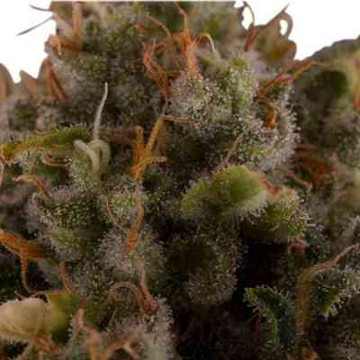Royal Moby > Royal Queen Seeds | Feminized Marijuana   |  Sativa