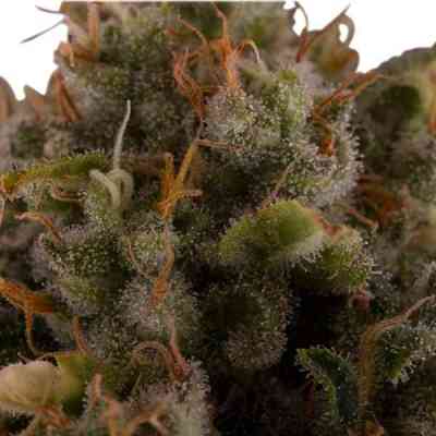 Royal Moby > Royal Queen Seeds | Semillas feminizadas  |  Sativa