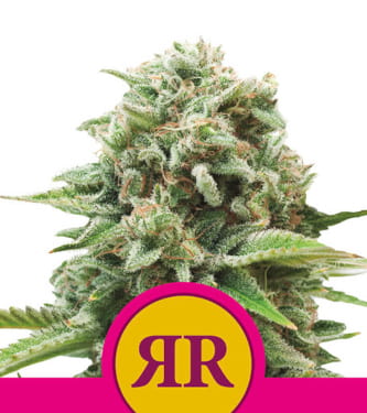 Royal Runtz > Royal Queen Seeds | Semillas feminizadas  |  Híbrido