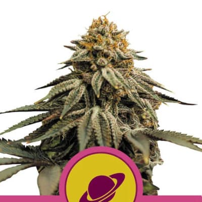 Royal Skywalker > Royal Queen Seeds | Graines Féminisées  |  Hybride