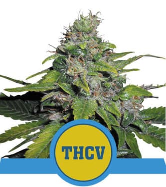 Royal THCV > Royal Queen Seeds | Graines Féminisées  |  Sativa