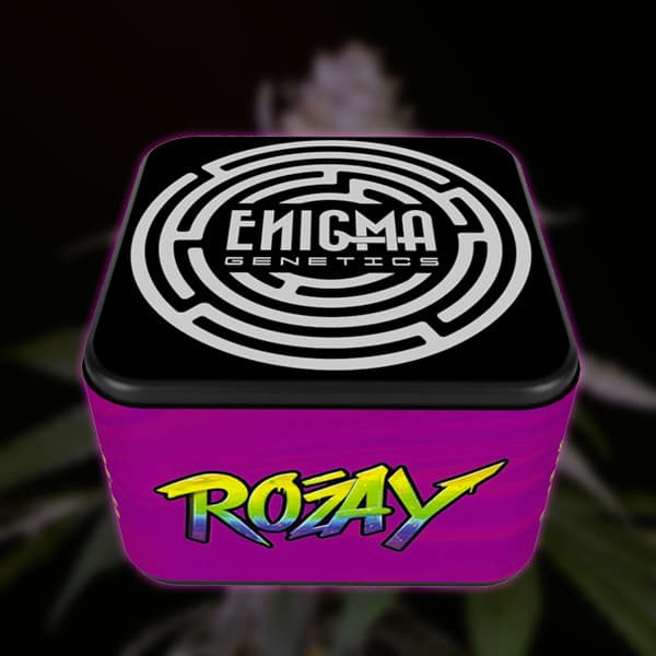 Rozay semilla > Enigma Genetics | Semillas feminizadas  |  Índica