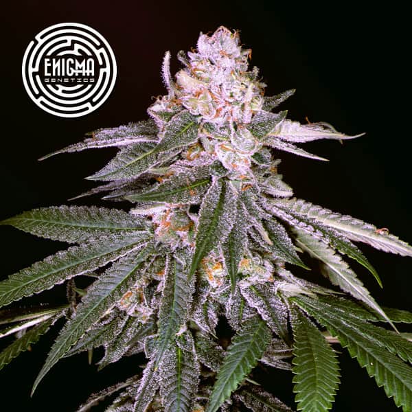 Rozay semilla > Enigma Genetics | Semillas feminizadas  |  Índica