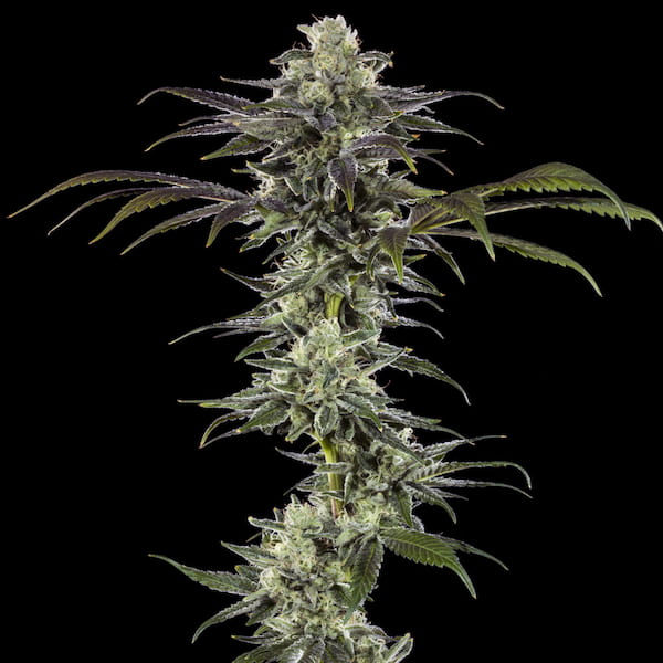 RS11 Samen > Barneys Farm | Feminisierte Hanfsamen  |  Indica