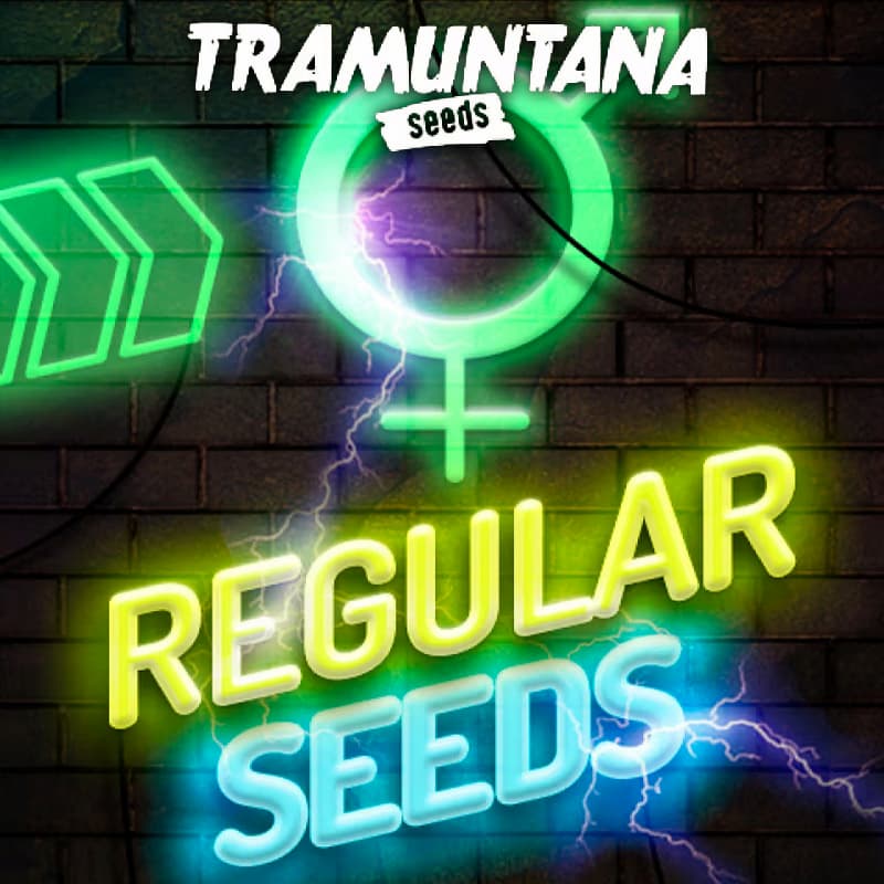 RS 11 x Zkittlez Seed > Tramuntana Seeds | Regular Cannabis   |  Indica