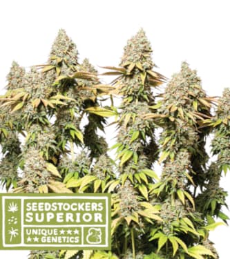 Rucu Cucu OG Auto > Seed Stockers | Graines Autofloraison  |  Sativa