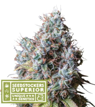 Rucu Cucu OG > Seed Stockers | Feminized Cannabis   |  Sativa