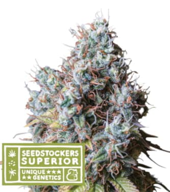 Rucu Cucu OG > Seed Stockers | Feminized Marijuana   |  Sativa