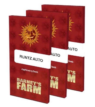 Runtz Auto > Barneys Farm | Autoflowering Cannabis   |  Indica