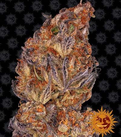 Runtz Auto > Barneys Farm | Graines Autofloraison  |  Indica