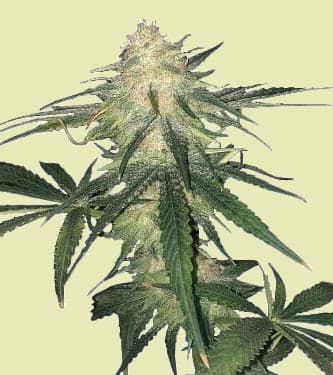 Runtz Auto > Linda Seeds