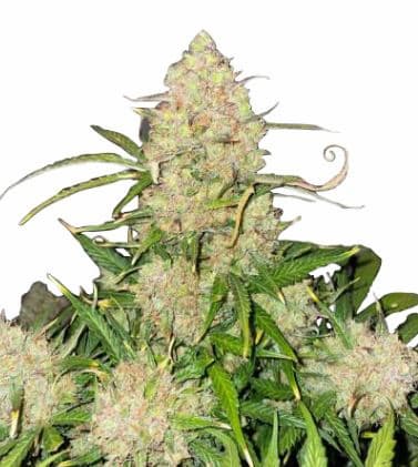 Runtz Auto autoflowering feminisierte Marihuana Samen - 5 Stück