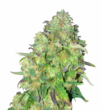 Runtz Auto > Linda Seeds | Recommandations sur les graines  |  Graines de Cannabis à bas prix