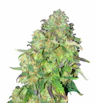 Runtz Auto > Linda Seeds | Cannabis seeds recommendations  |  Cheap Cannabis