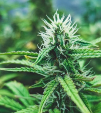 Auto Runtz > Original Sensible Seeds | Autoflowering Cannabis   |  Indica