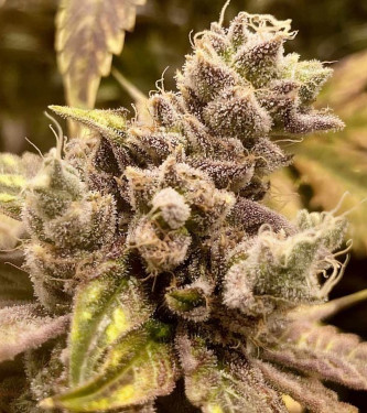 Runtz Ghost Train > Rare Dankness Seeds | Feminisierte Hanfsamen  |  Hybrid