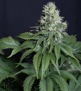 Runtz Ghost Train > Rare Dankness | Feminisierte Hanfsamen  |  Hybrid