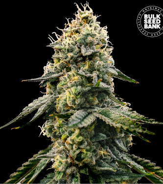 Runtz Gluntz > Bulk Seed Bank | Graines Féminisées  |  Indica