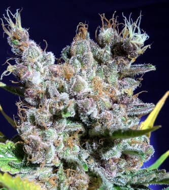 Runtz Gum > Original Sensible Seeds | Feminized Marijuana   |  hybrid