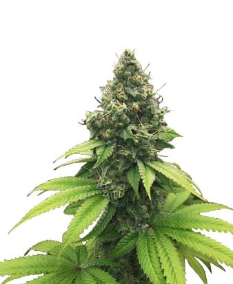 Runtz > Linda Seeds | Feminisierte Hanfsamen  |  Hybrid