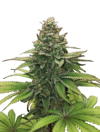 Runtz > Linda Seeds | Feminized Marijuana   |  hybrid