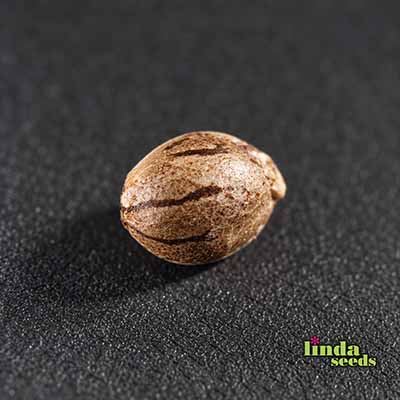 Runtz Samen > Linda Seeds | Feminisierte Hanfsamen  |  Hybrid