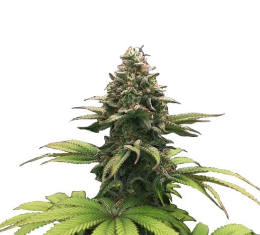 Runtz > Linda Seeds | Feminisierte Hanfsamen  |  Hybrid