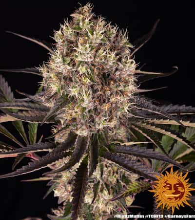 Runtz Muffin > Barneys Farm | Feminized Marijuana   |  Indica