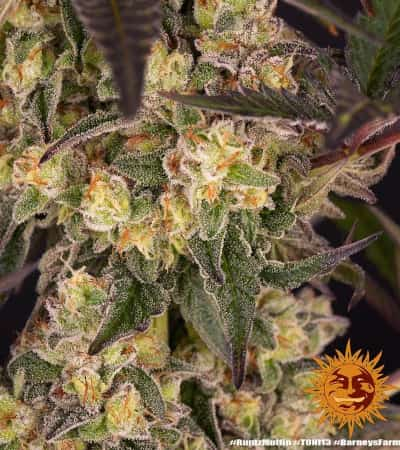 Runtz Muffin > Barneys Farm | Feminized Marijuana   |  Indica