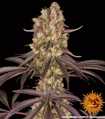 Runtz Muffin > Barneys Farm | Feminized Marijuana   |  Indica