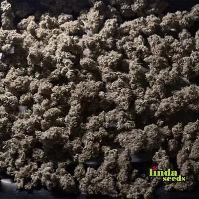 Runtz Muffin Seed > Linda Seeds | Feminized Cannabis   |  Hybrid