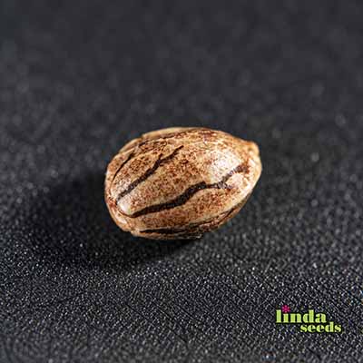 Runtz Muffin Seed > Linda Seeds | Feminized Cannabis   |  Hybrid