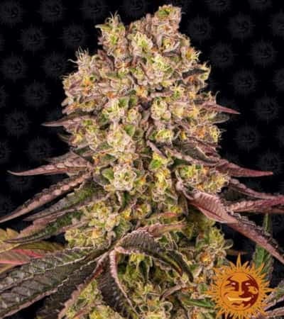 Runtz Muffin > Barneys Farm | Feminized Marijuana   |  Indica