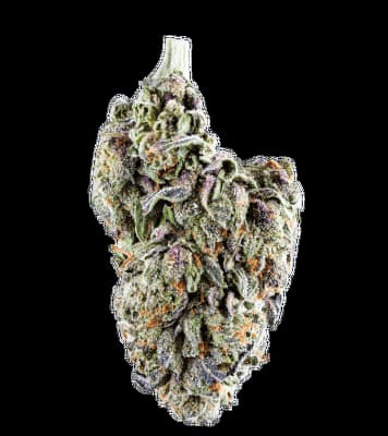 Runtz Seed > Sacred Terps | Feminized Cannabis   |  Indica