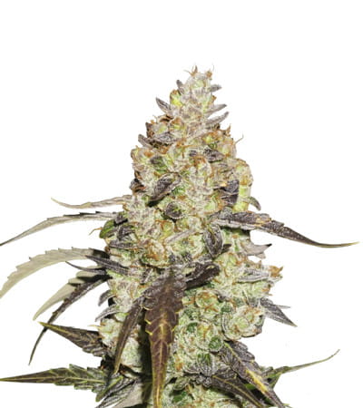 Runtz > Seed Stockers | Feminisierte Hanfsamen  |  Indica