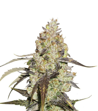 Runtz > Seed Stockers | Feminized Marijuana   |  Indica