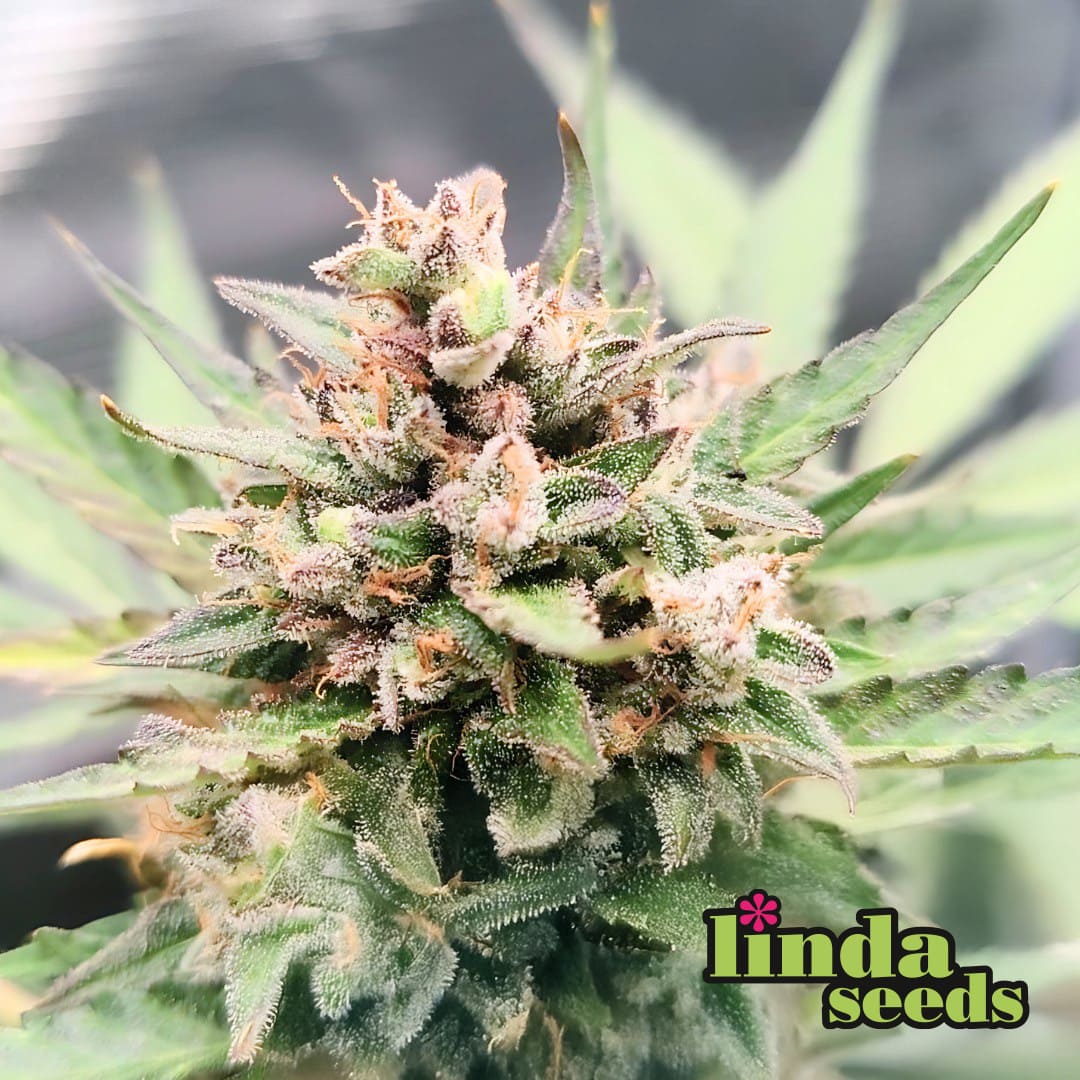 Runtz > Linda Seeds | Graines Féminisées  |  Hybride