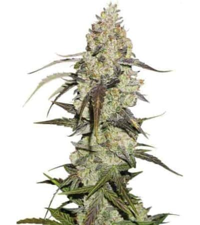 Runtz > Seed Stockers | Feminized Marijuana   |  Indica