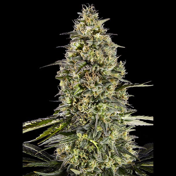 Runtz Triploid Samen > Advanced Seeds | Feminisierte Hanfsamen  |  Hybrid