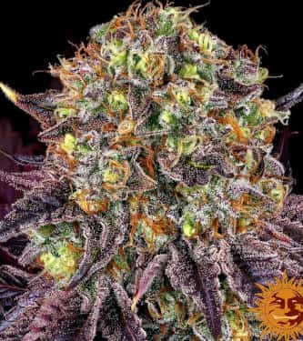 Runtz x Layer Cake > Barneys Farm | Feminized Marijuana   |  hybrid