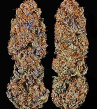 Runtz x Layer Cake > Barneys Farm | Feminisierte Hanfsamen  |  Hybrid