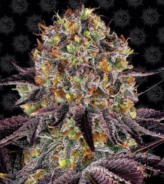 Runtz x Layer Cake > Barneys Farm | Feminized Marijuana   |  hybrid