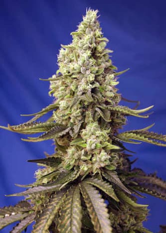 Runtz XL Auto > Sweet Seeds | Autoflowering Cannabis   |  Hybrid